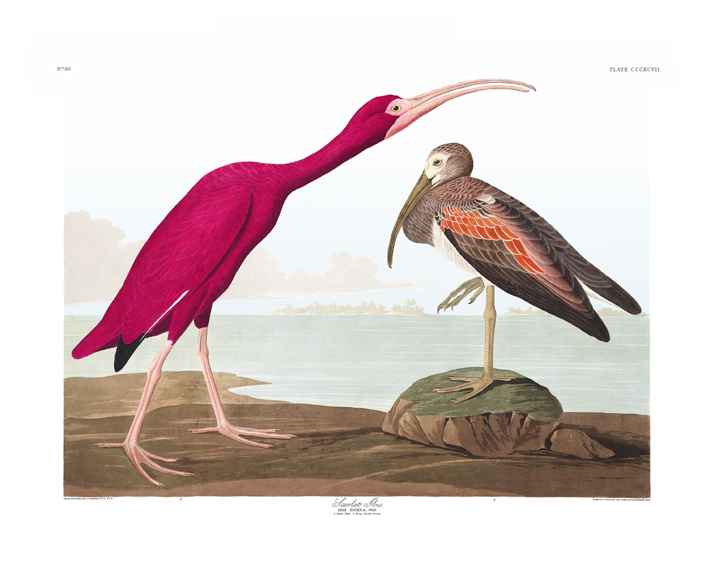 Scarlet Ibis